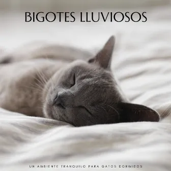 Bigotes Lluviosos: Un Ambiente Tranquilo Para Gatos Dormidos by Música para descansar gatos