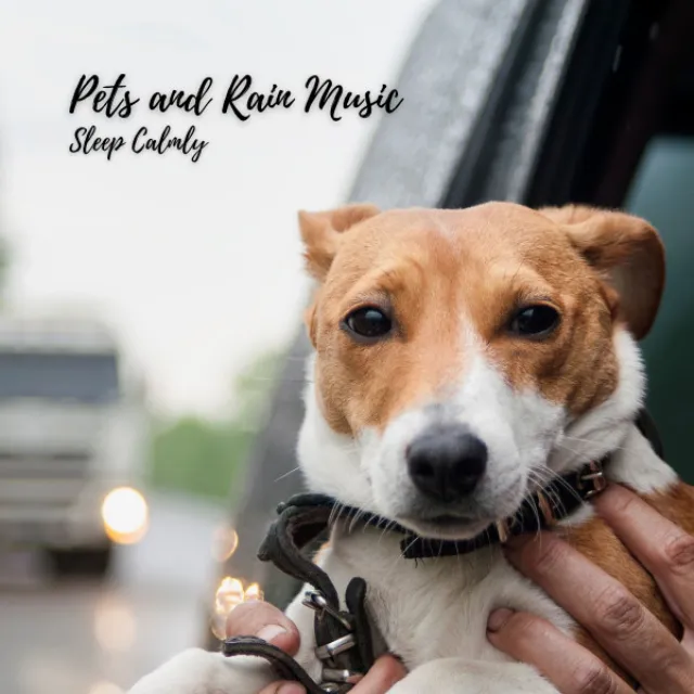 Pets and Rain Music: Sleep Calmly