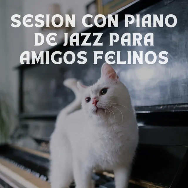 Sesion Con Piano De Jazz Para Amigos Felinos