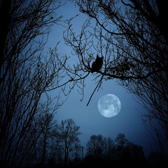 Moonlit Nature Retreat: Dreamy Owl Relaxation Serenade