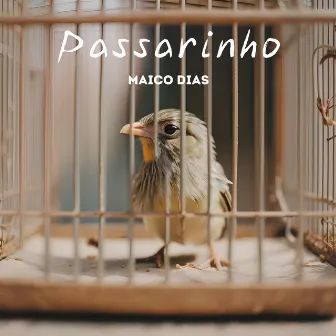 Passarinho by Maico Dias