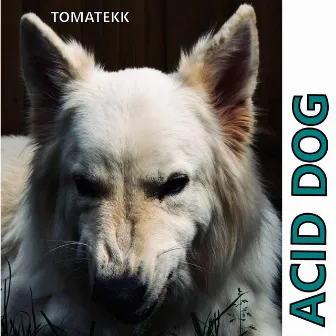 Acid Dog by TOMATEKK