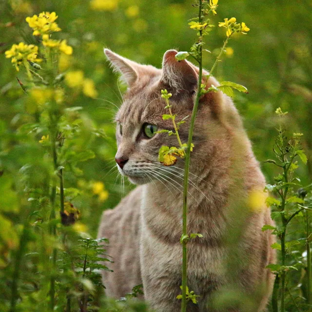 Jazz Piano Whiskered Serenity