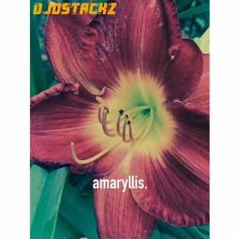 amaryllis. by DJDStackz