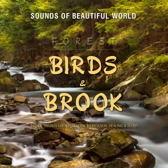 Forest: Birds & Brook (Nature Sounds for Relaxation, Meditation, Healing & Sleep) by Sounds of Beautiful World