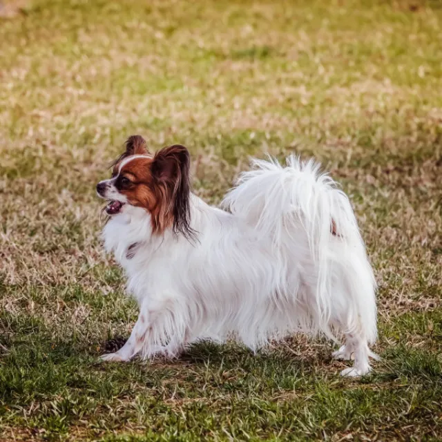 Music for Doggy Rest Time (Trumpet and Alto Sax)