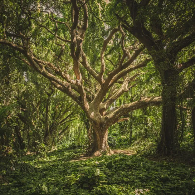 Forest Sounds at Dusk