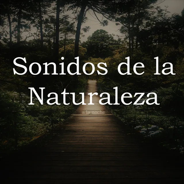 Sonidos de la Naturaleza a la Noche, Pt. 13