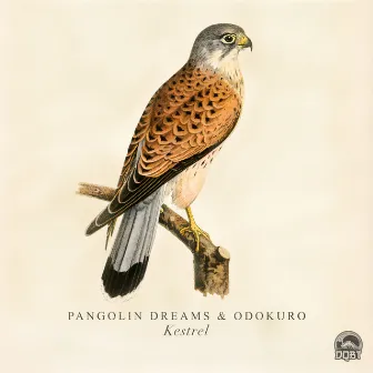 Kestrel by Pangolin Dreams