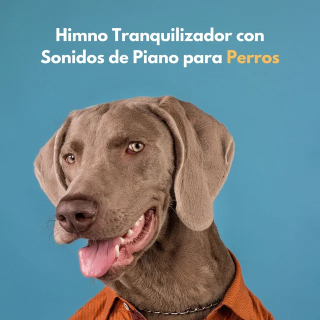 Tranquilidad Para Nuestros Compañeros Peludos