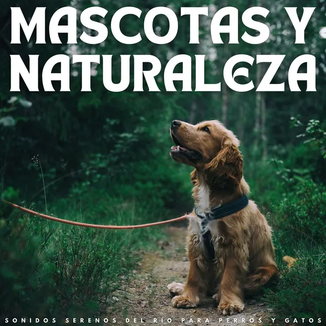 Mascotas Y Naturaleza: Sonidos Serenos Del Río Para Perros Y Gatos