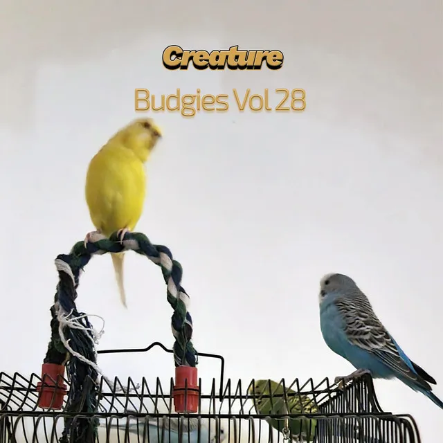 Budgies, Vol. 28