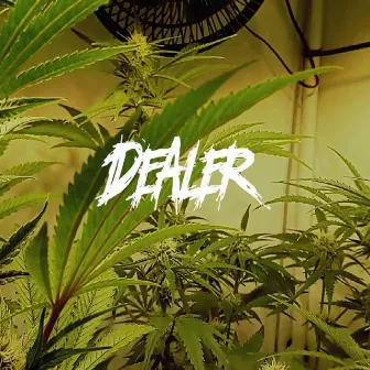 Dealer by Dux