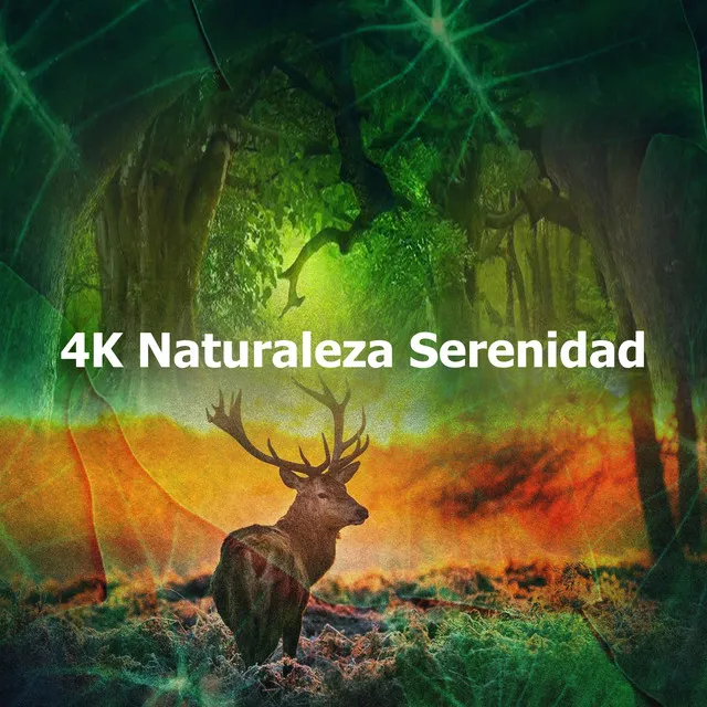 4K Naturaleza Serenidad