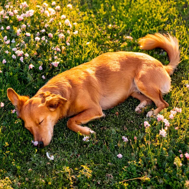 Melodía Suave Canina