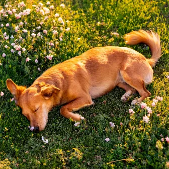 Melodías Calmantes Para Perros: Reconfortantes Vibraciones Armónicas by 