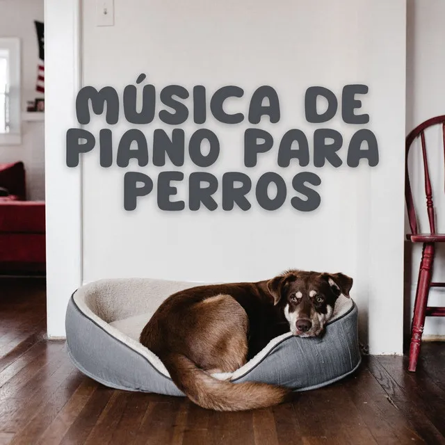 Música De Piano Para Perros