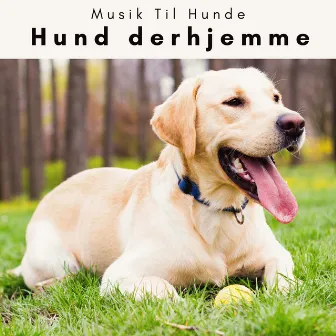 4 Poter: Hund derhjemme by Musik Til Hunde