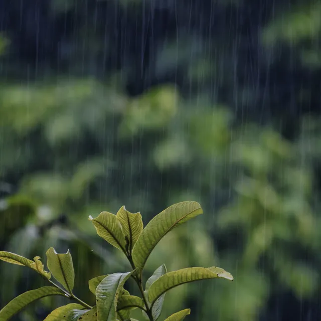 Rain in the Forest