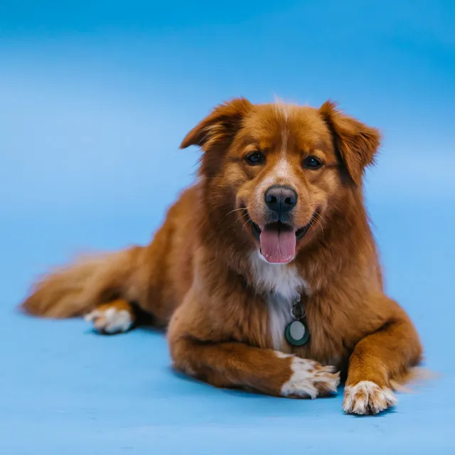 Canine Harmony Jazz: Piano Tunes for Dogs