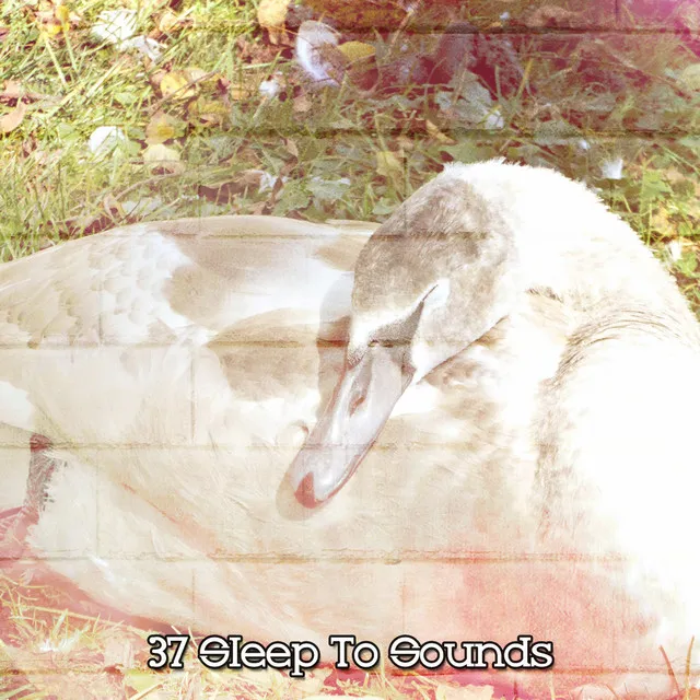 37 Sleep To Sounds