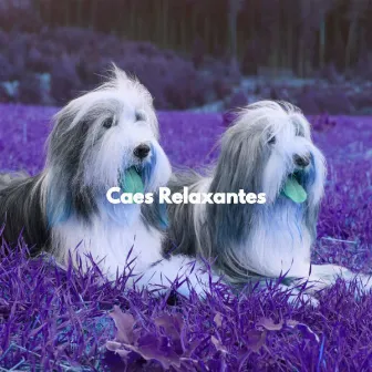 Caes Relaxantes by Separation Anxiety Dog Music