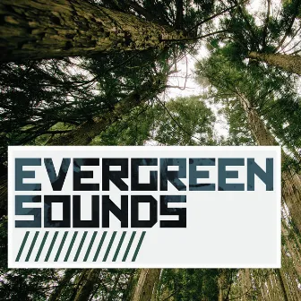 Evergreen Sounds by Forest Sounds