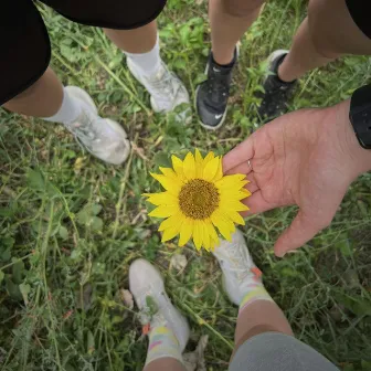 Sunflowers by stepi