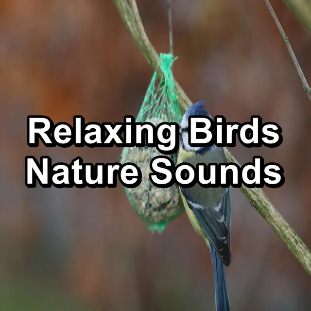 Relaxing Birds Nature Sounds