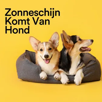 Zonneschijn Komt Van Hond by Musik Til Hunde