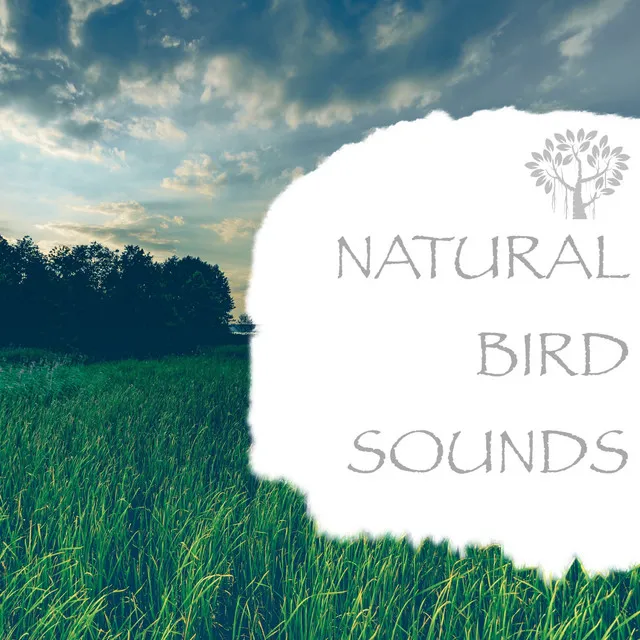 Natural Bird Sounds