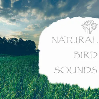 Natural Bird Sounds by Nature And Bird Sounds