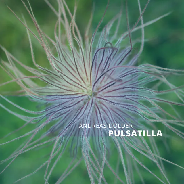 Pulsatilla