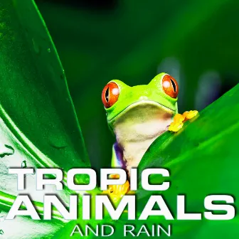 Tropic Animals and Rain by Nature Sounded