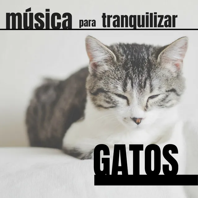 Gatos Especialistas