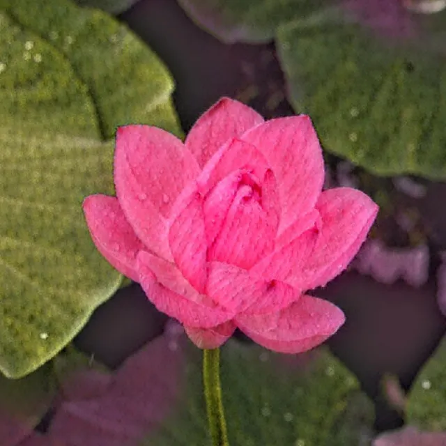 Lotus