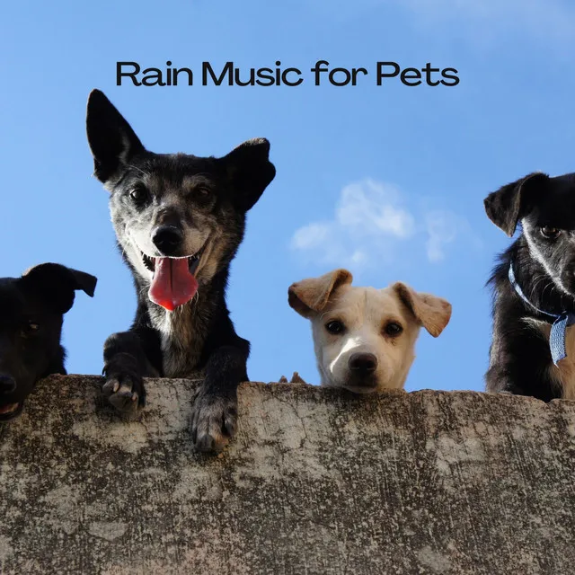 Rain Music for Pets