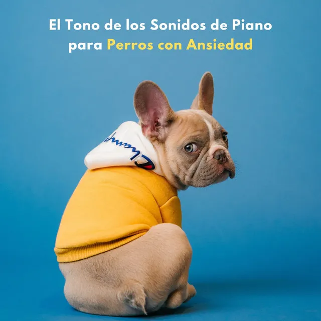 El Tono De Los Sonidos De Piano Para Perros Con Ansiedad