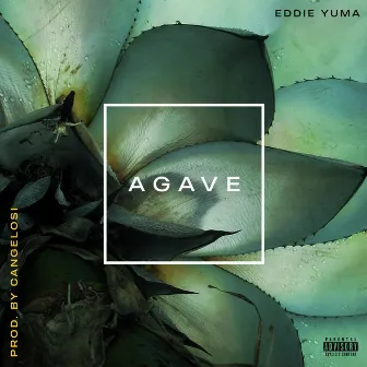 Agave by Eddie Yuma