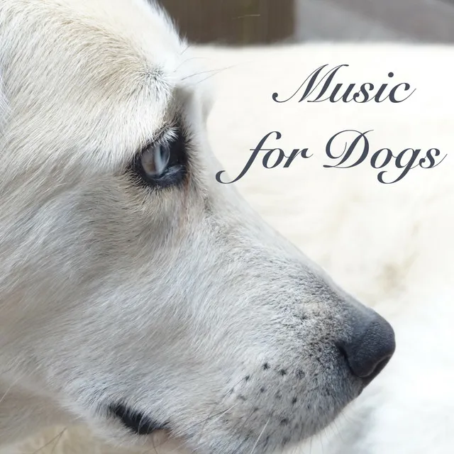 Music for Dogs - Sleeping Songs for Pet Therapy and Soothing Sounds to Send Your Dog to Sleep