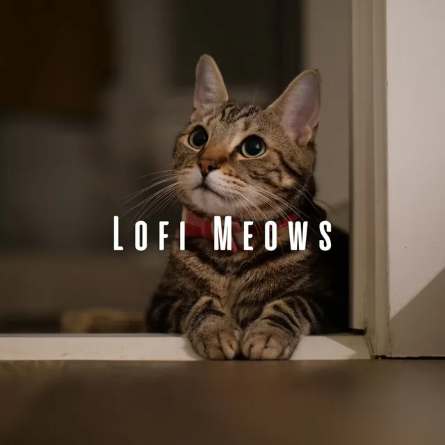 Lofi Meows: Mellow Melodies for Cats