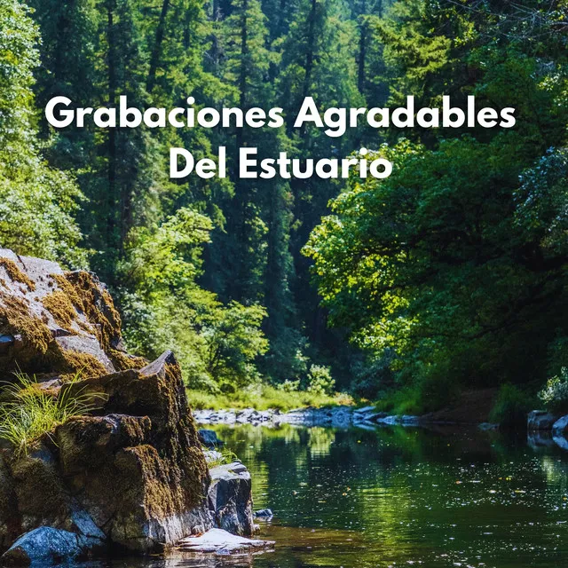 Grabaciones Agradables Del Estuario