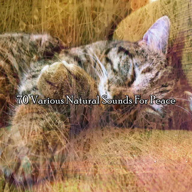 70 Various Natural Sounds For Peace