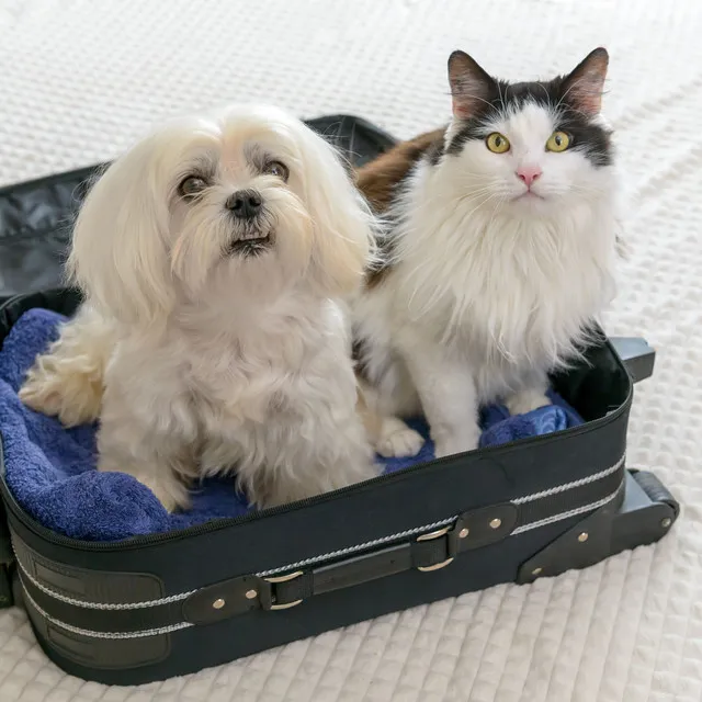 Piano's Rainy Pet Bliss