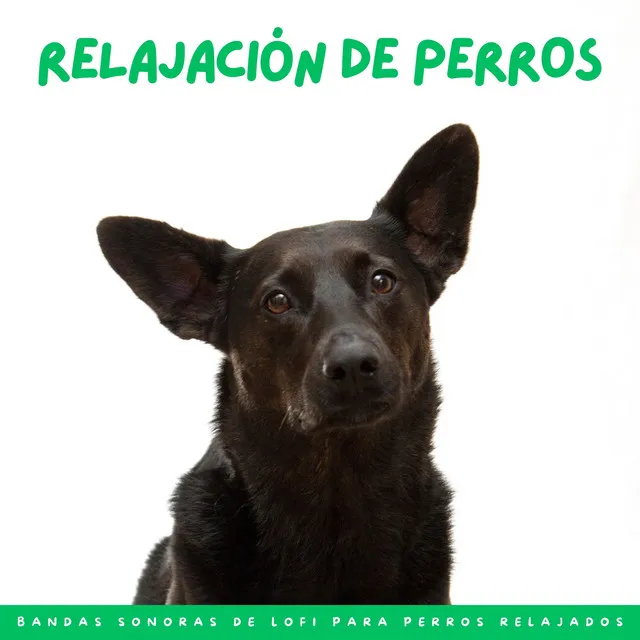 Melodías Relajantes Para Perros