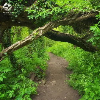 Gentle Forest Creek by Mother Nature Ambience