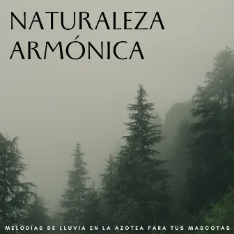 Naturaleza Armónica: Melodías De Lluvia En La Azotea Para Tus Mascotas by Club de música Lofi