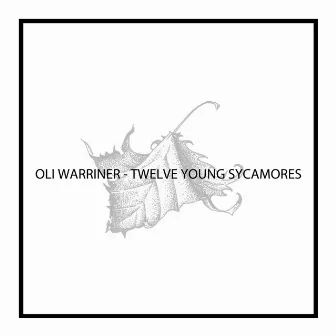 Twelve Young Sycamores by Oli Warriner