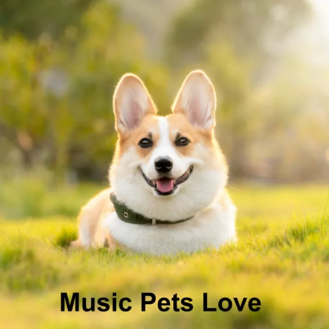 Music For Pets During Thunderstorms