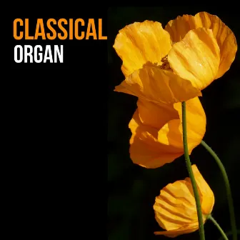 Classical Organ by Johannes Pichler